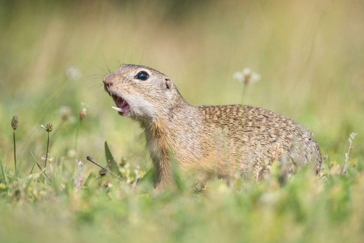 European Ground Squirrel