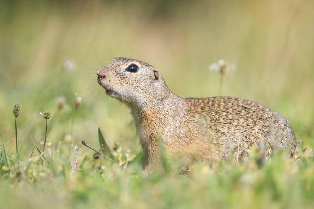 European Ground Squirrel