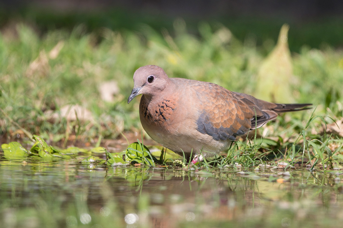 Laughing Dove