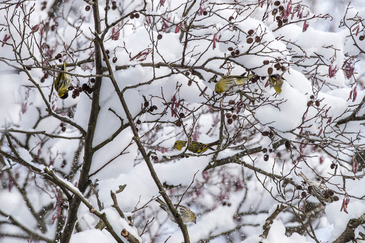 Eurasian Siskin