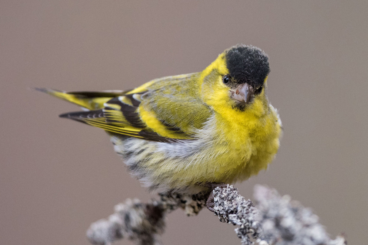 Eurasian Siskin