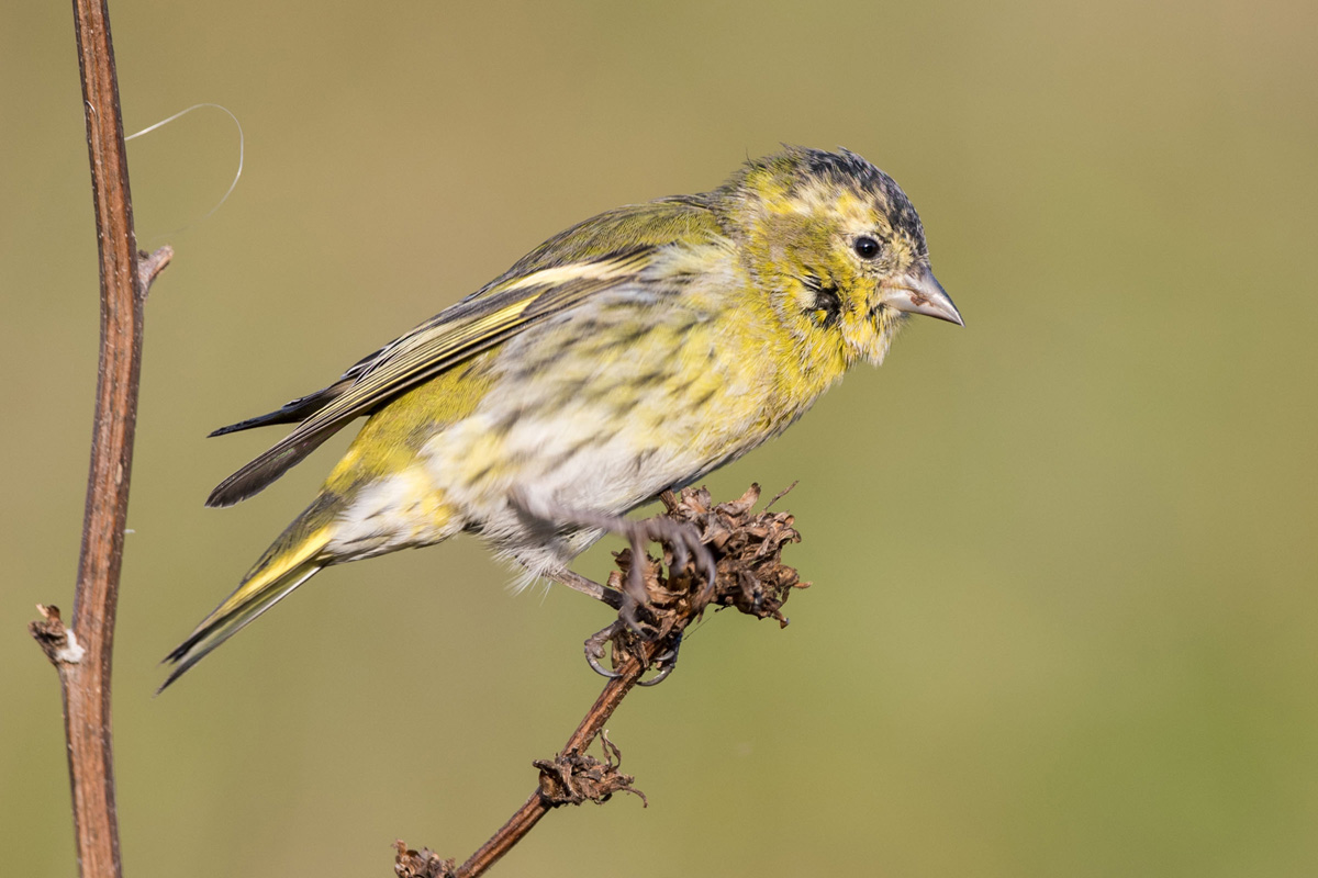 Eurasian Siskin