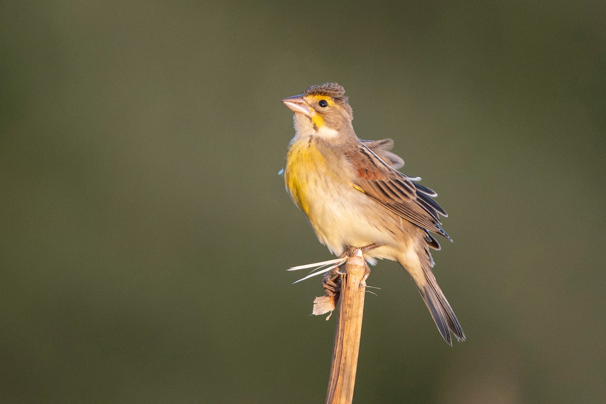 Dickcissel