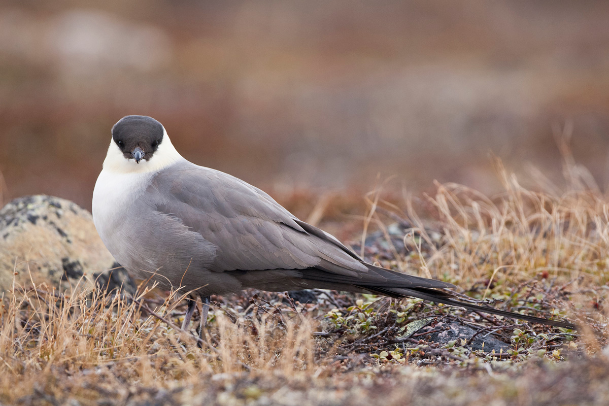 Long-tailed Jaeger