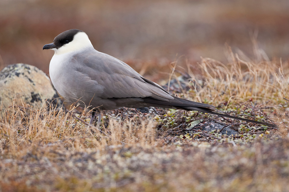 Long-tailed Jaeger