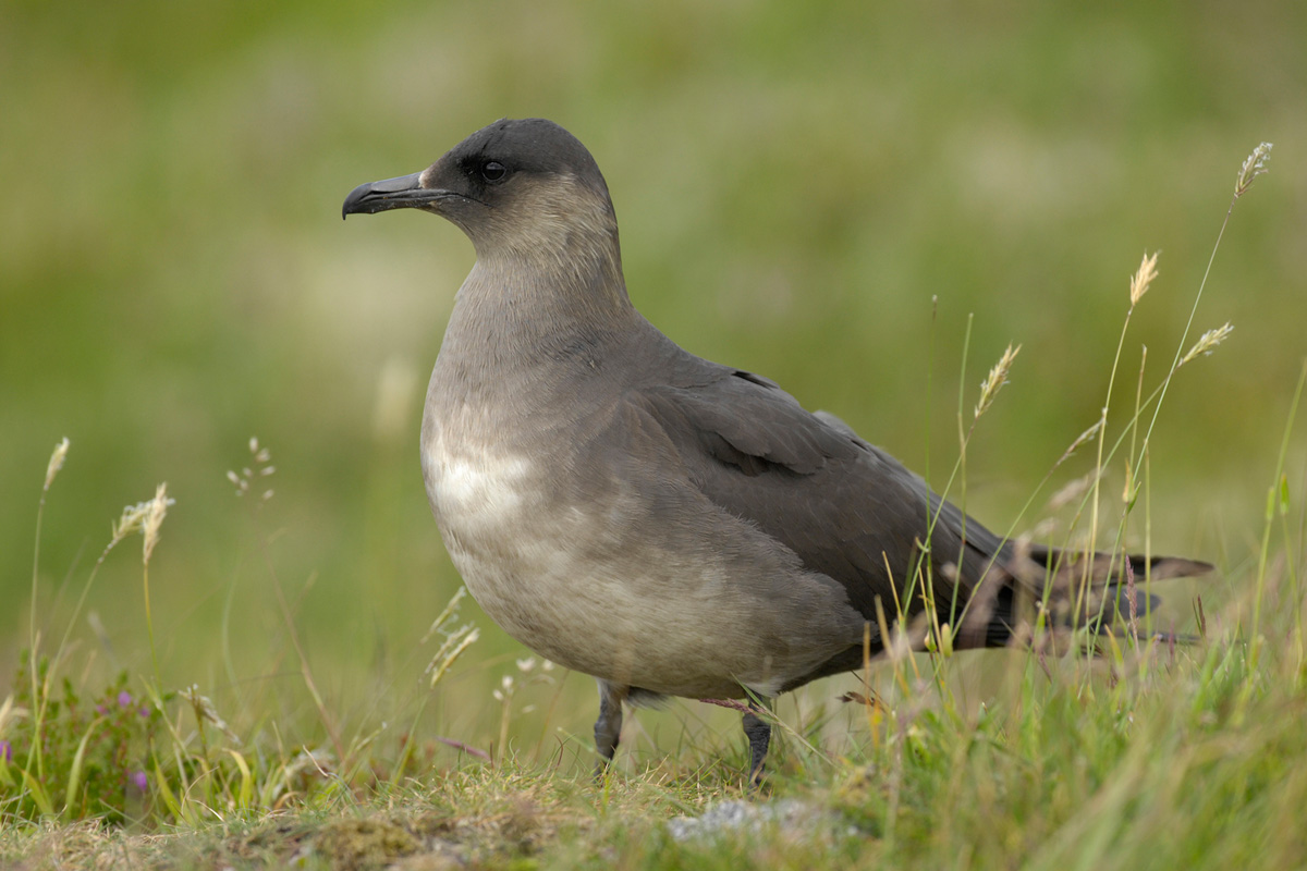 Parasitic Jaeger