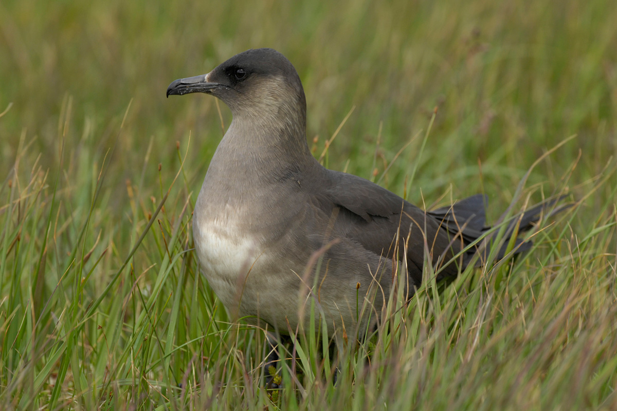 Parasitic Jaeger