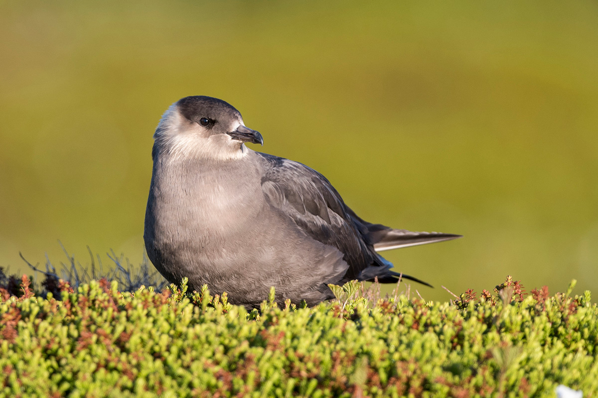 Parasitic Jaeger