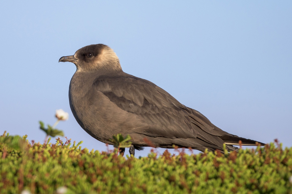 Parasitic Jaeger