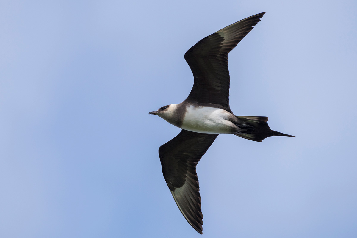 Parasitic Jaeger