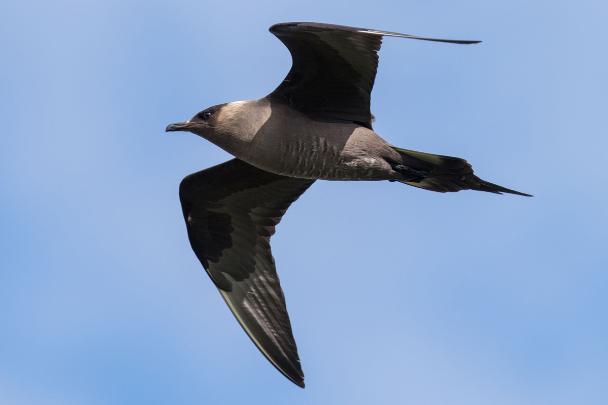 Parasitic Jaeger