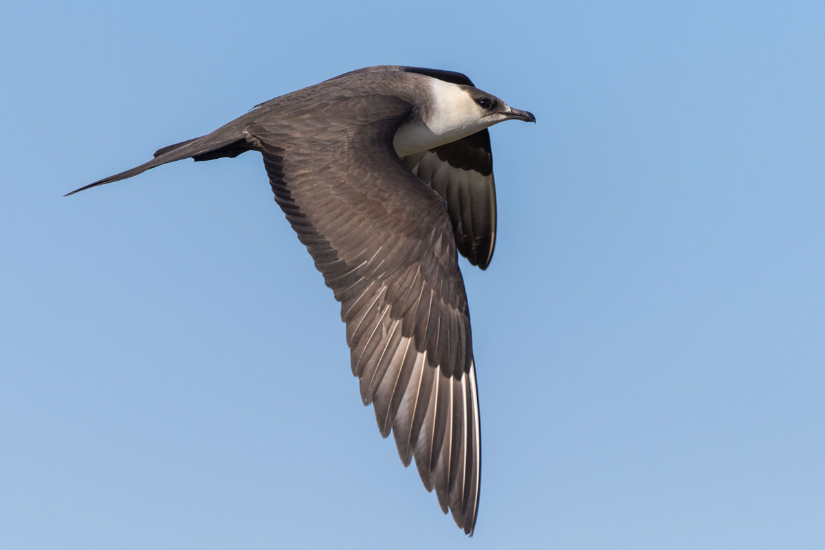 Parasitic Jaeger