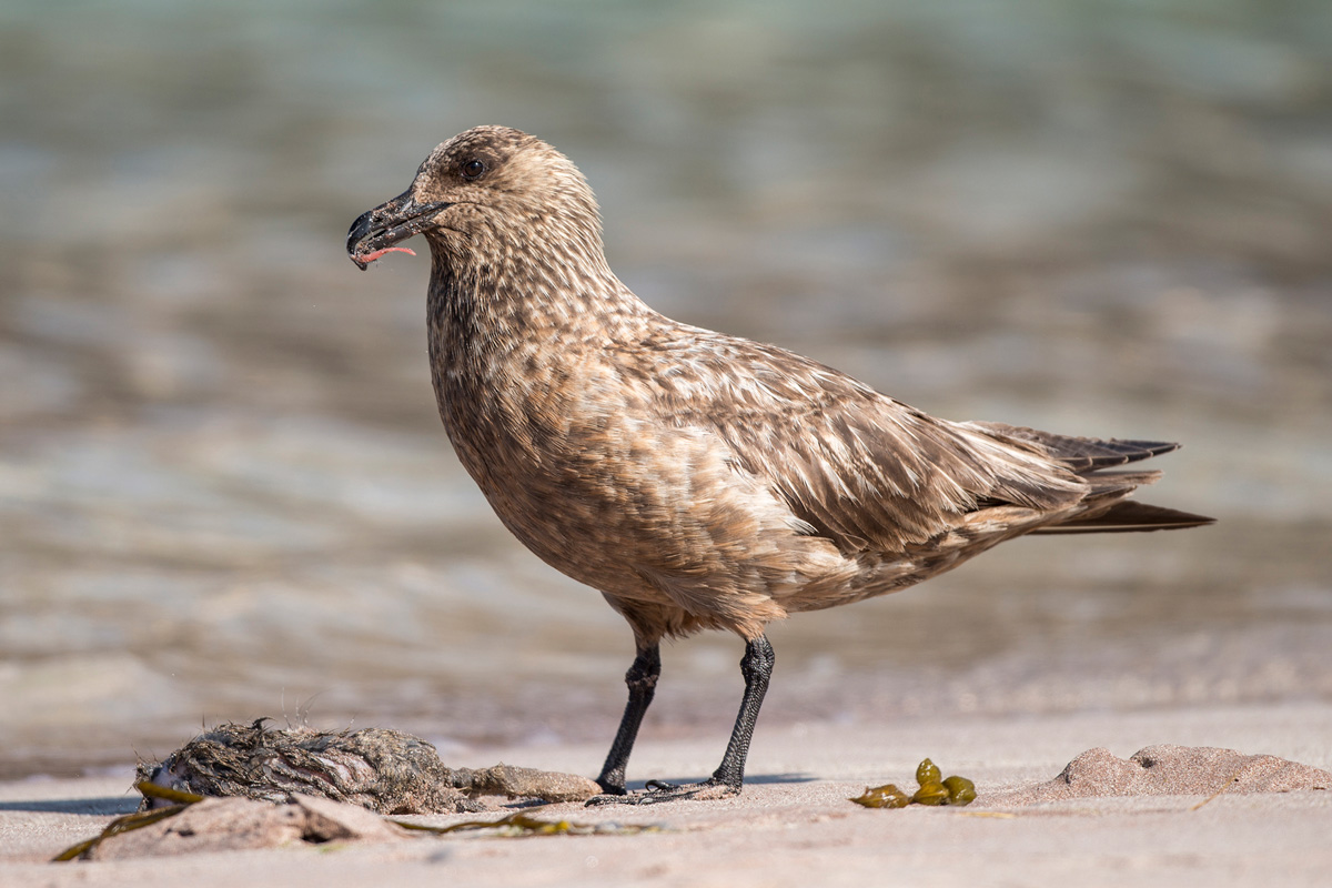 Great Skua