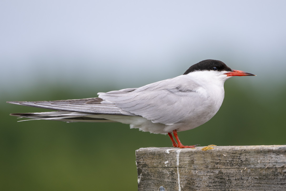 Common Tern