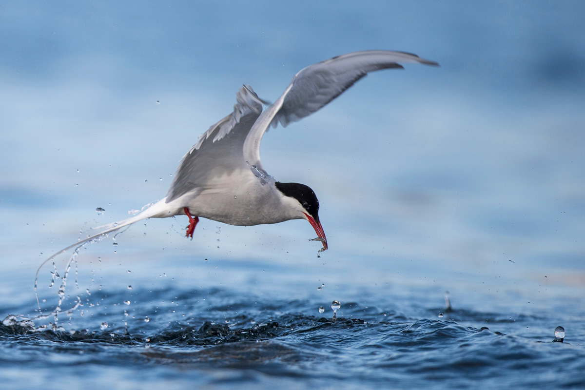 Arctic Tern