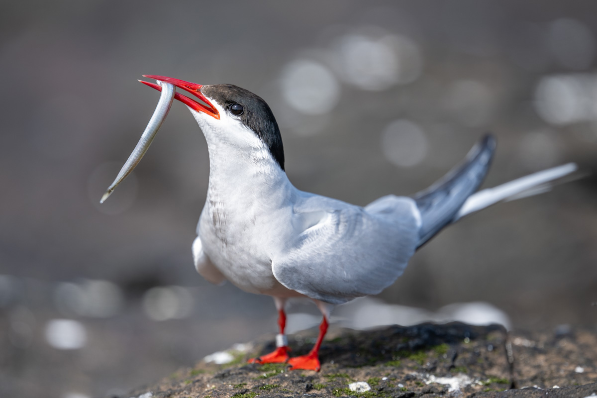 Arctic Tern