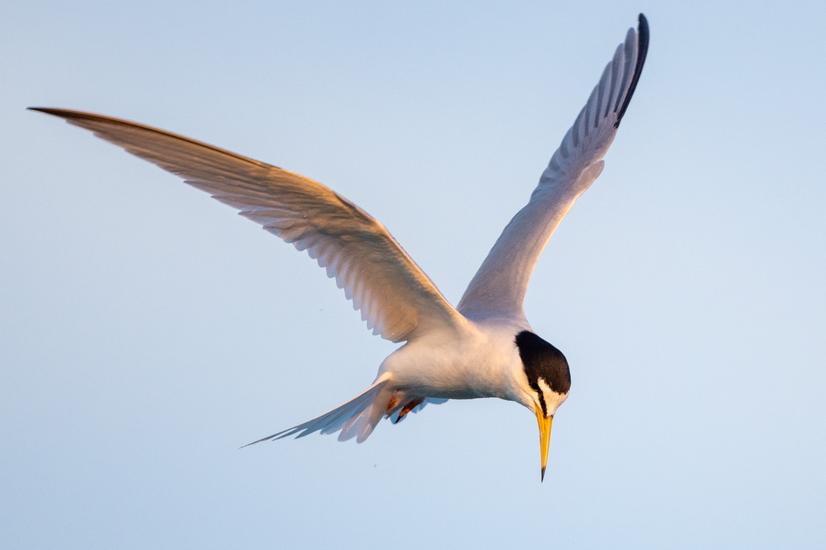 Little Tern