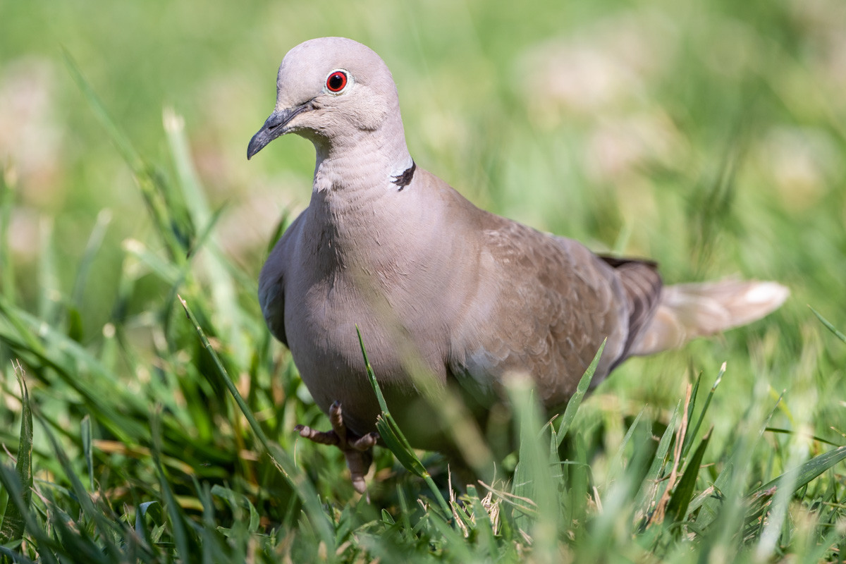 Eurasian Collared Dove