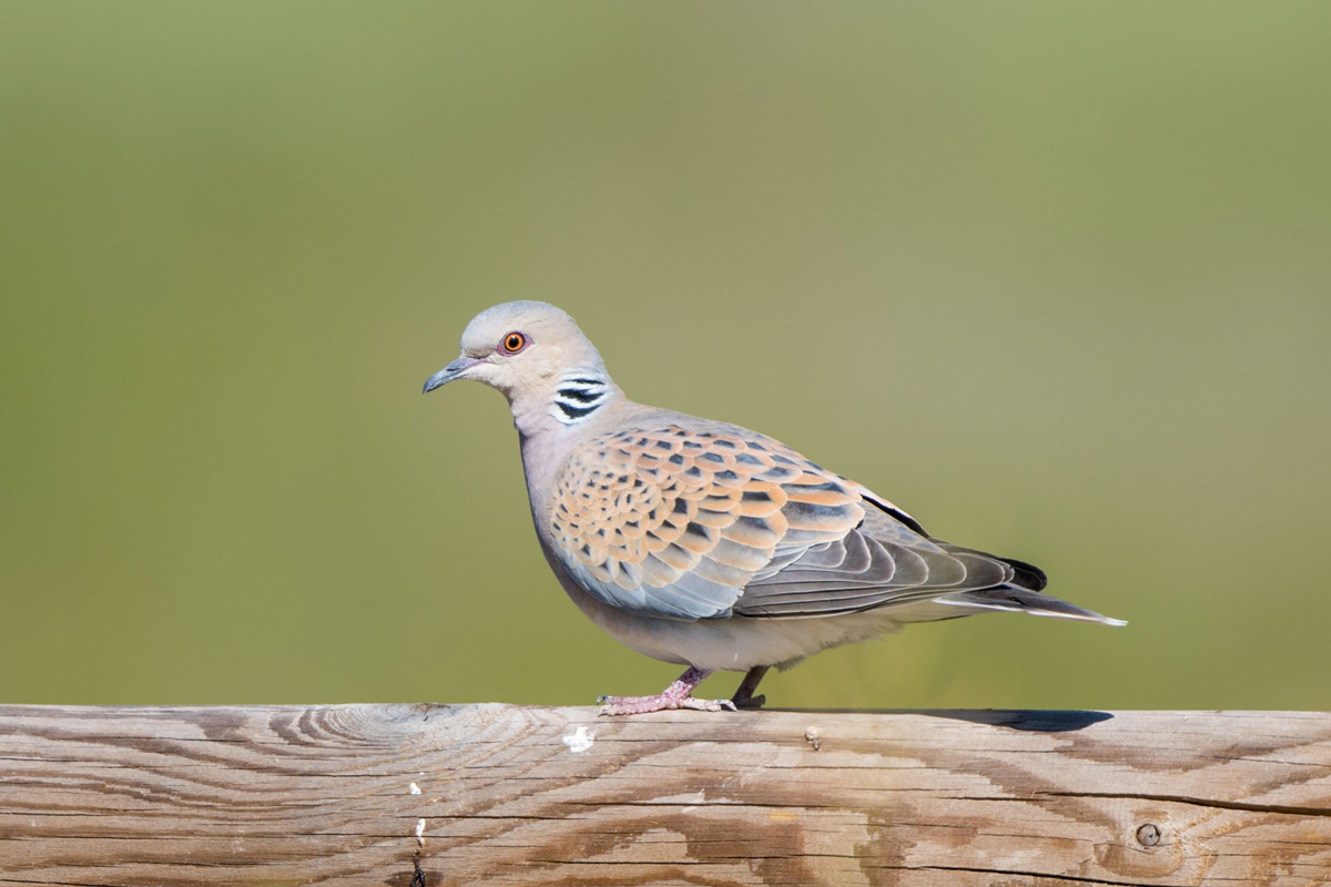 European Turtle Dove European Turtle Dove