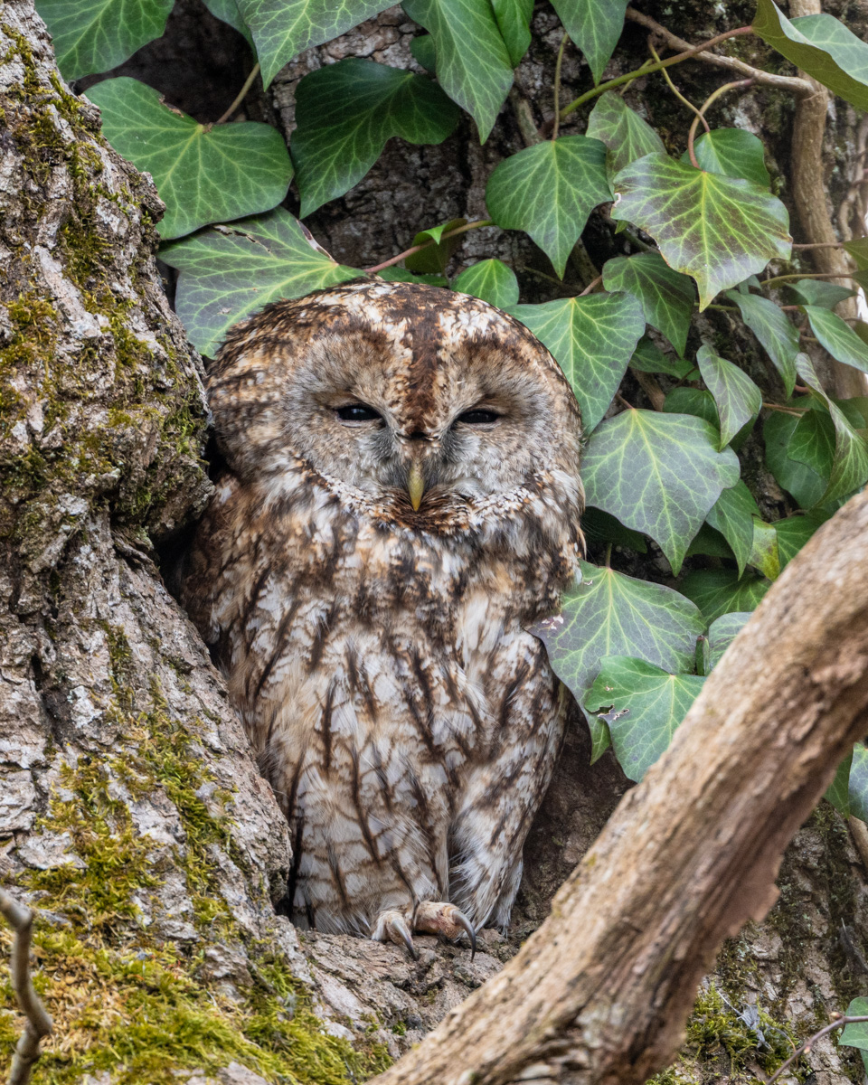 Tawny Owl