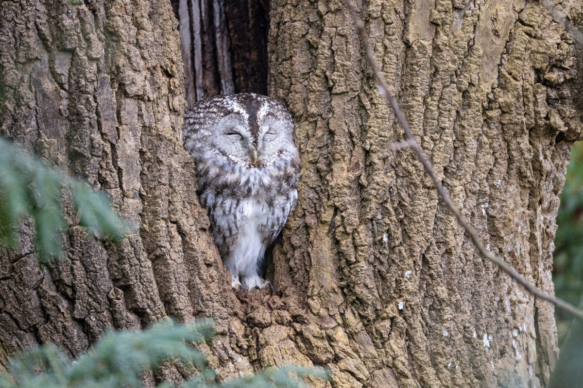 Tawny Owl