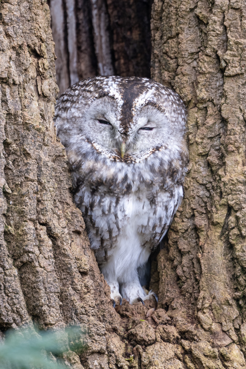 Tawny Owl
