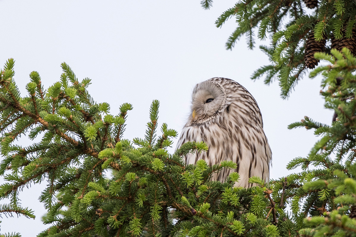 Ural Owl
