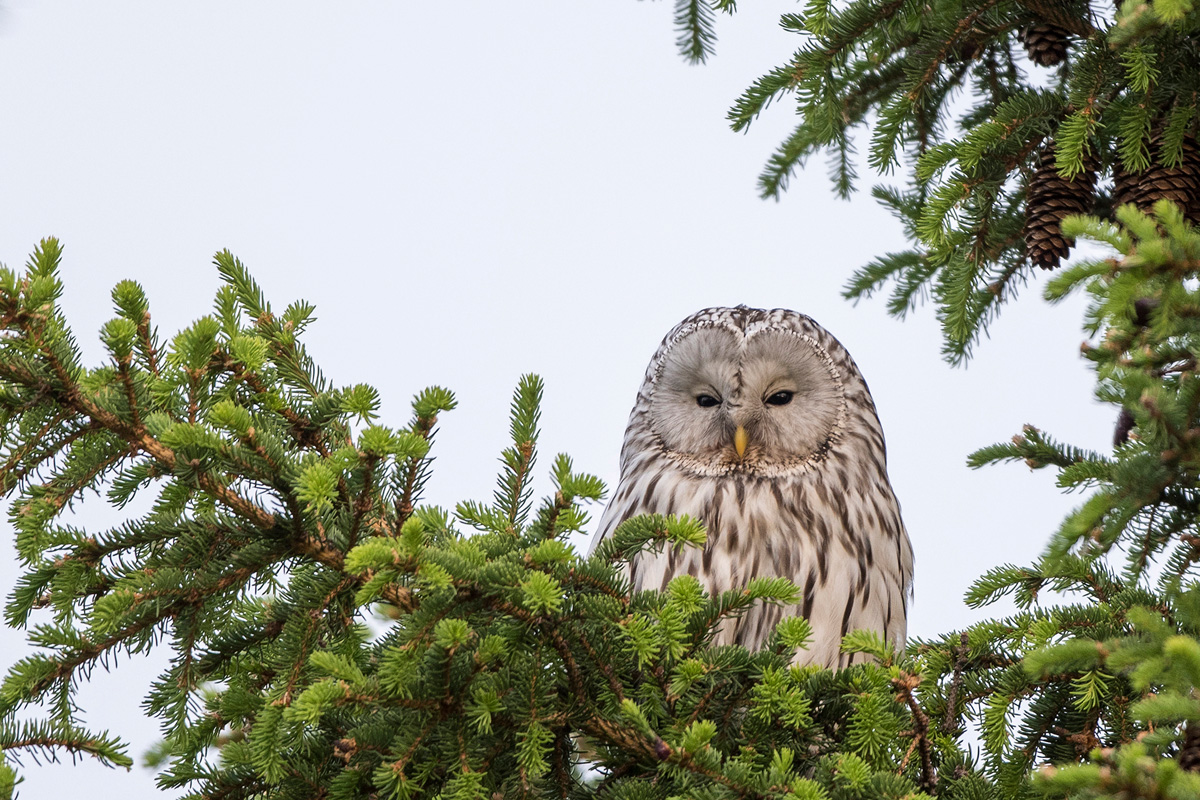 Ural Owl