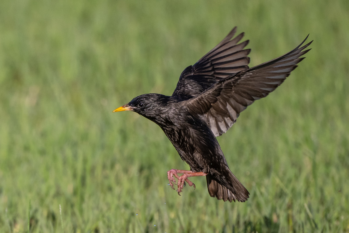 Spotless Starling