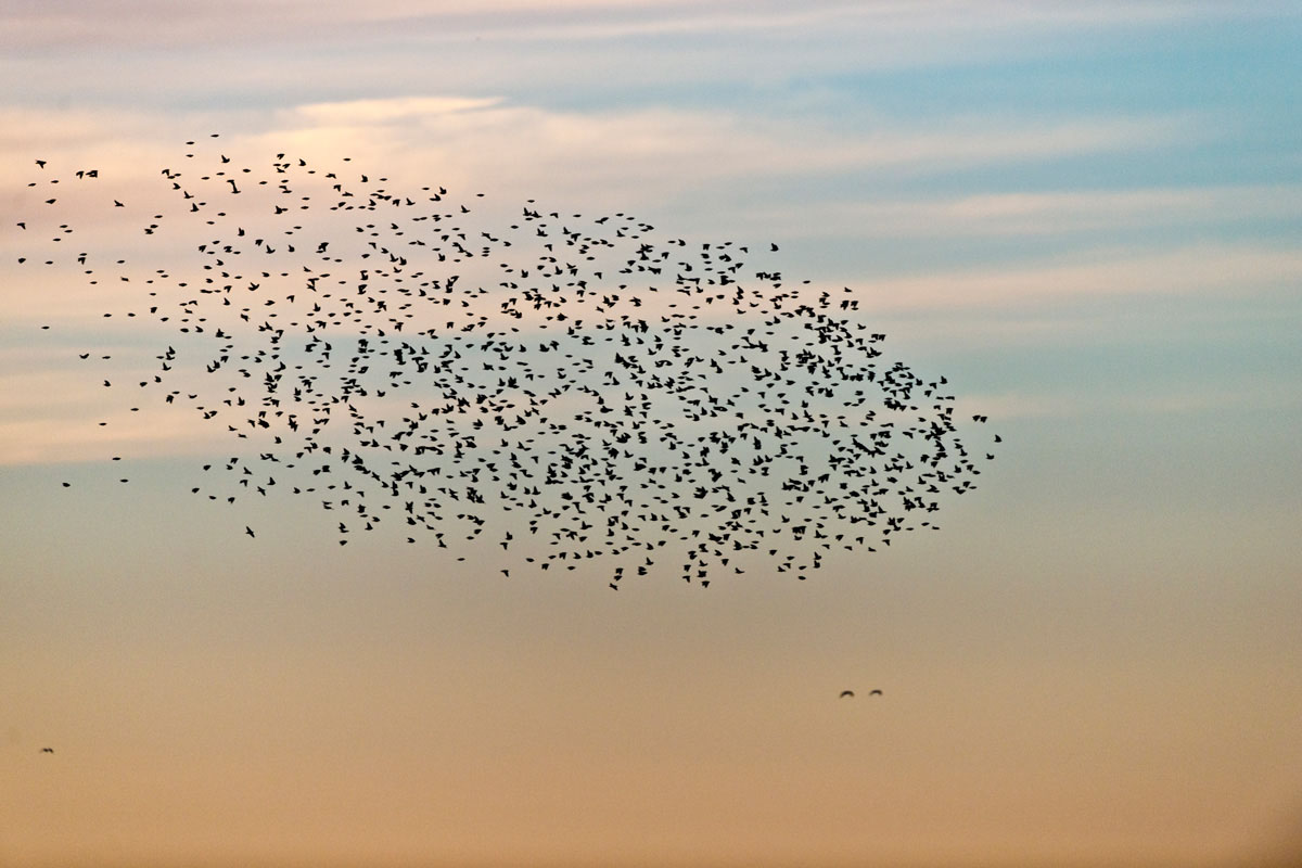 Common Starling