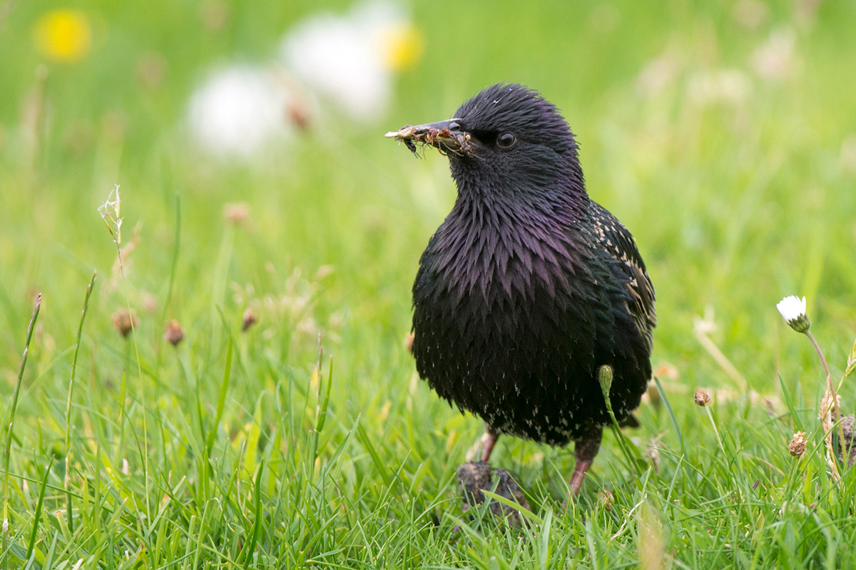 Common Starling