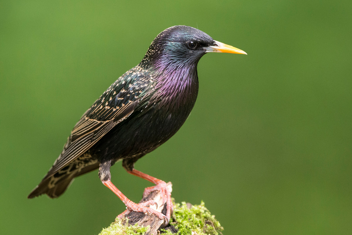 Common Starling