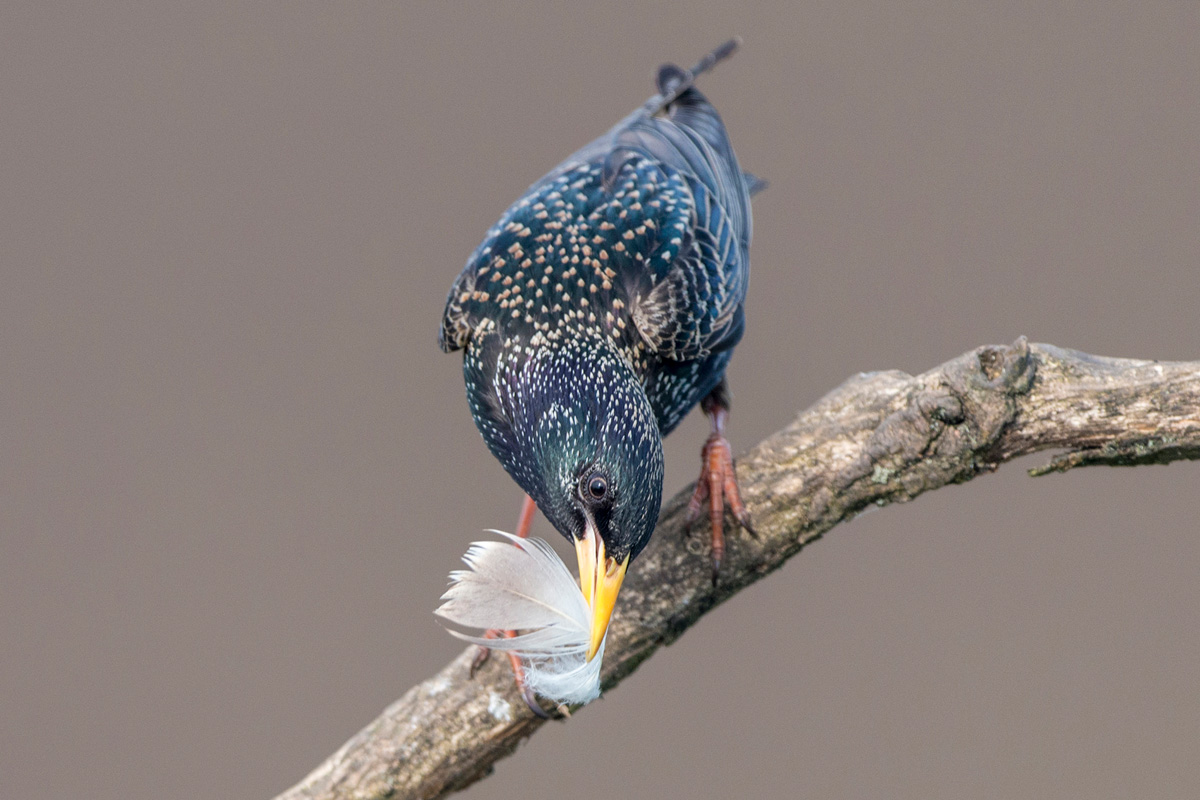 Common Starling