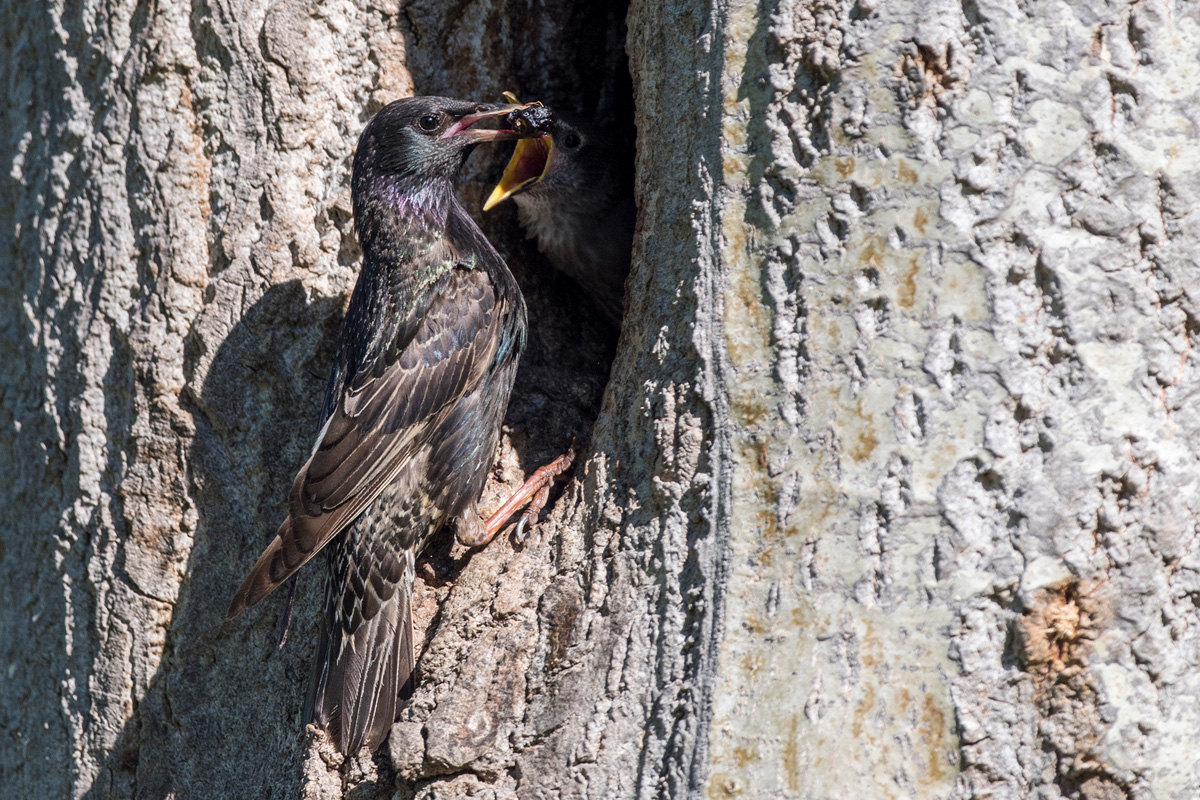 Common Starling