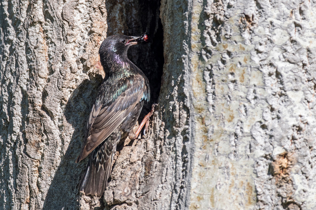 Common Starling