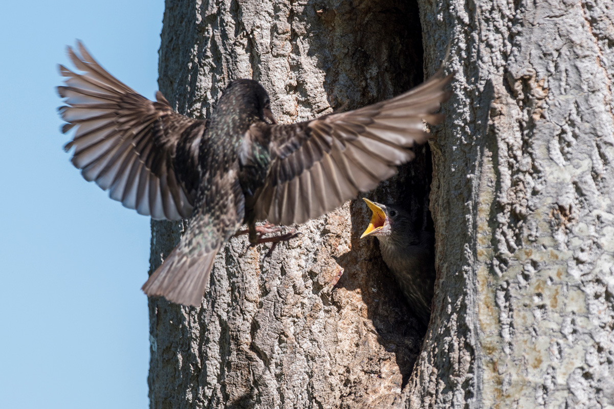 Common Starling
