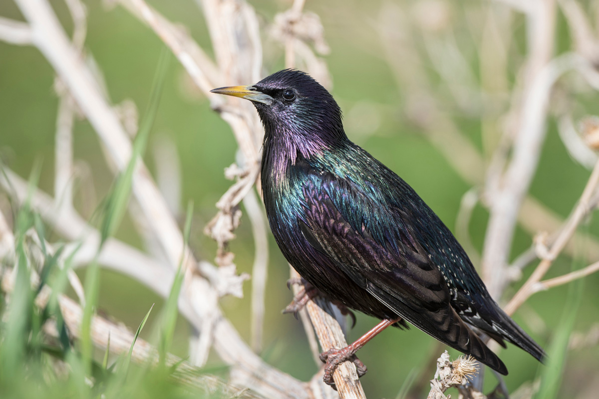Common Starling