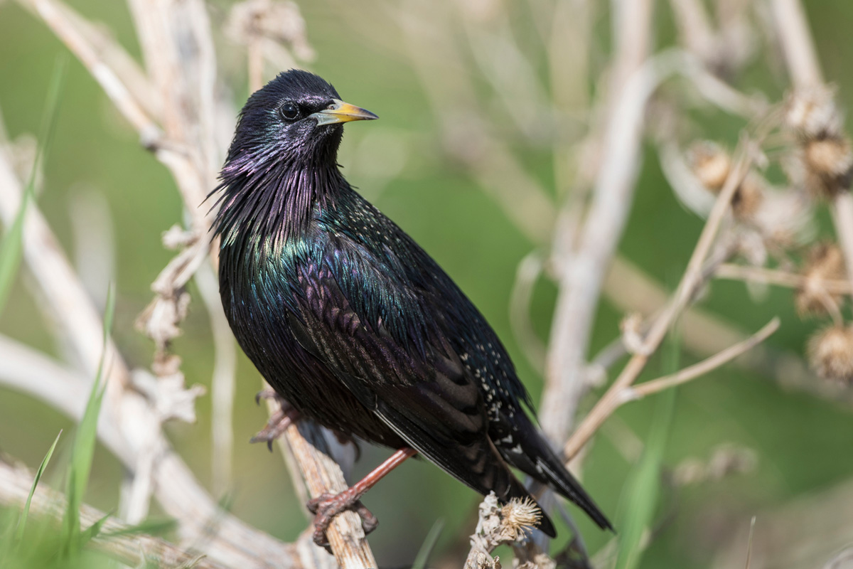 Common Starling
