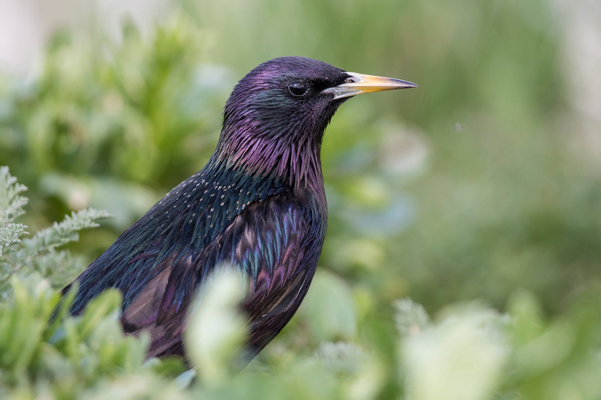 Common Starling