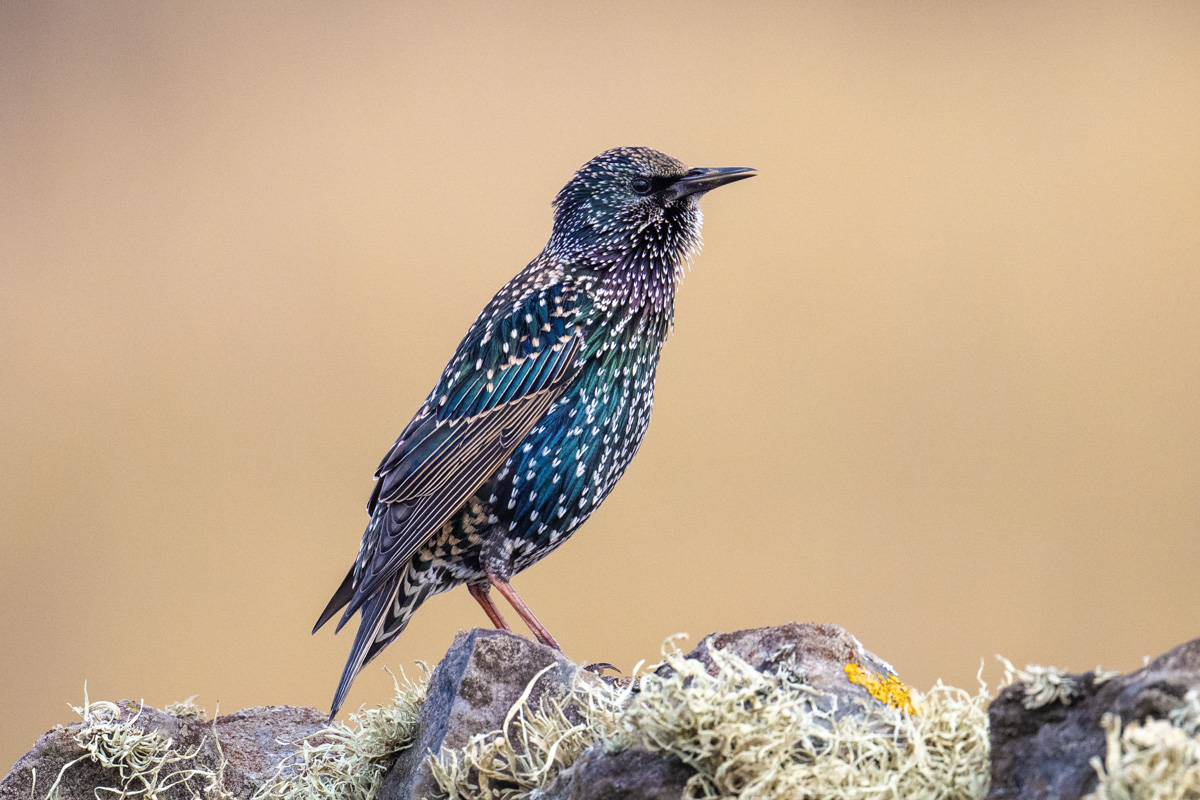 Common Starling