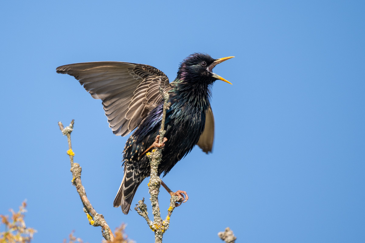 Common Starling Common Starling
