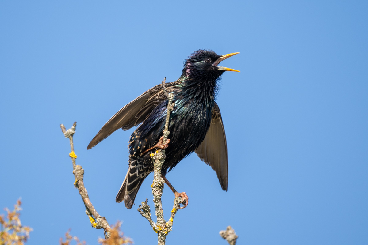 Common Starling Common Starling