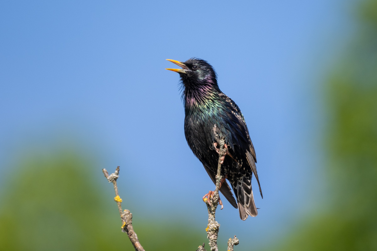 Common Starling Common Starling