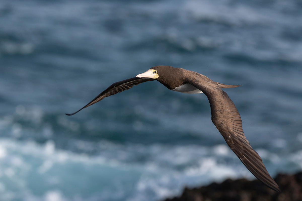 Brown Booby