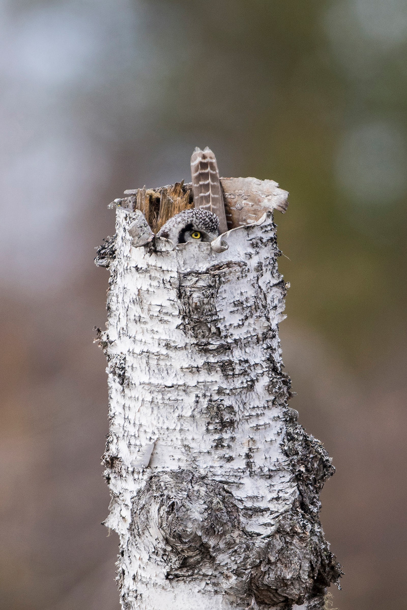 Northern Hawk-Owl