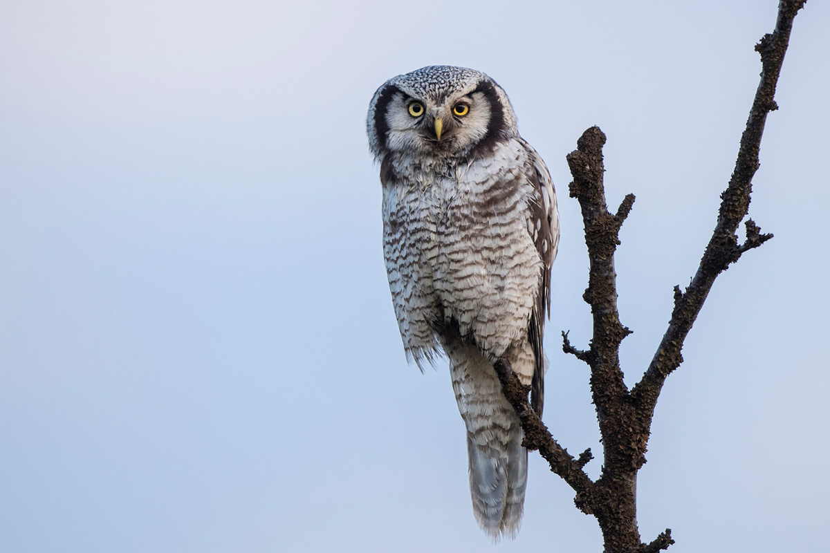 Northern Hawk-Owl
