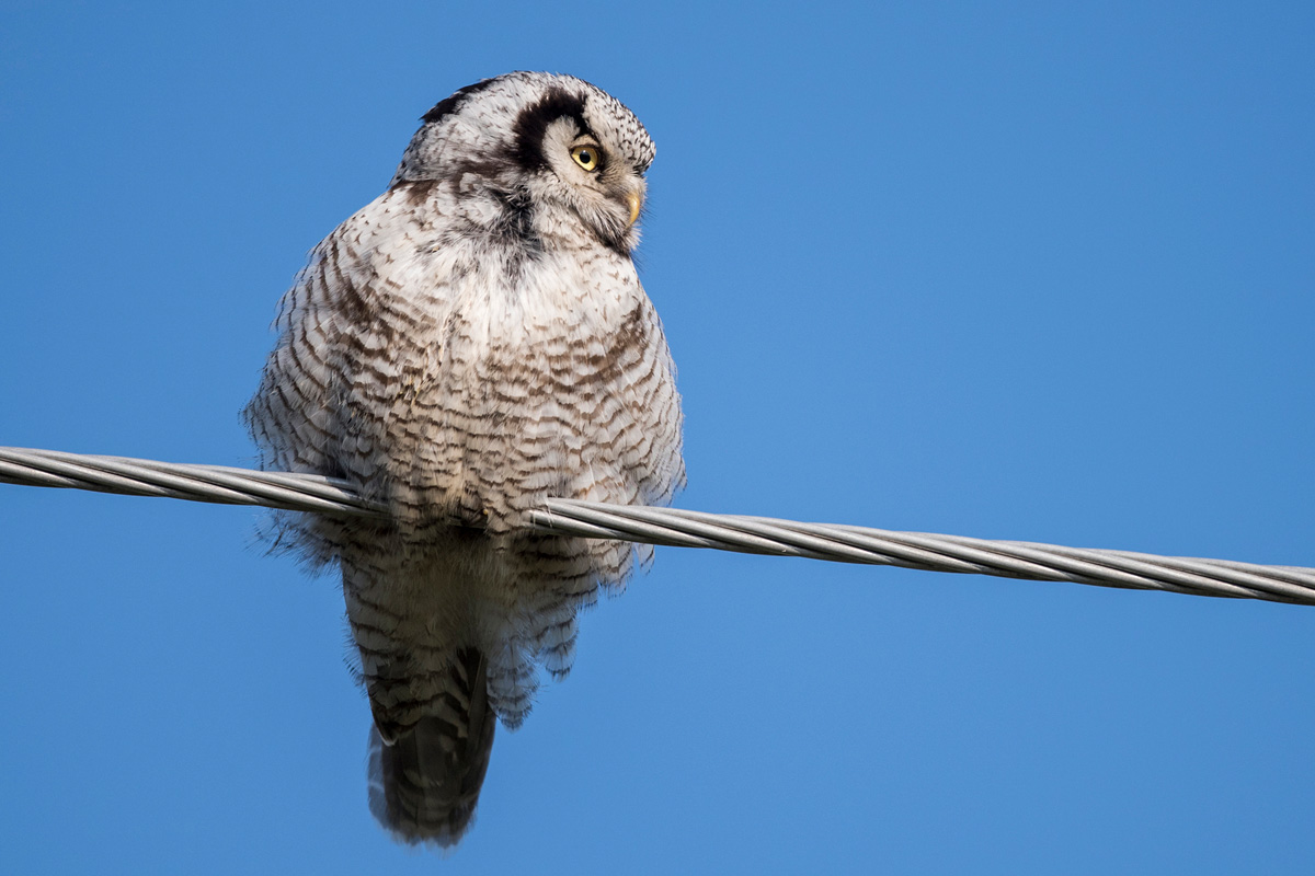 Northern Hawk-Owl