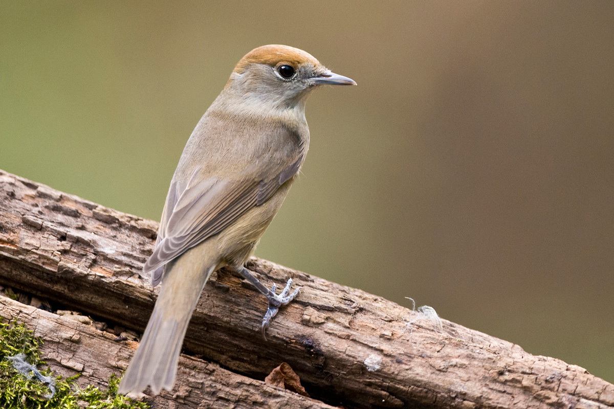 Eurasian Blackcap
