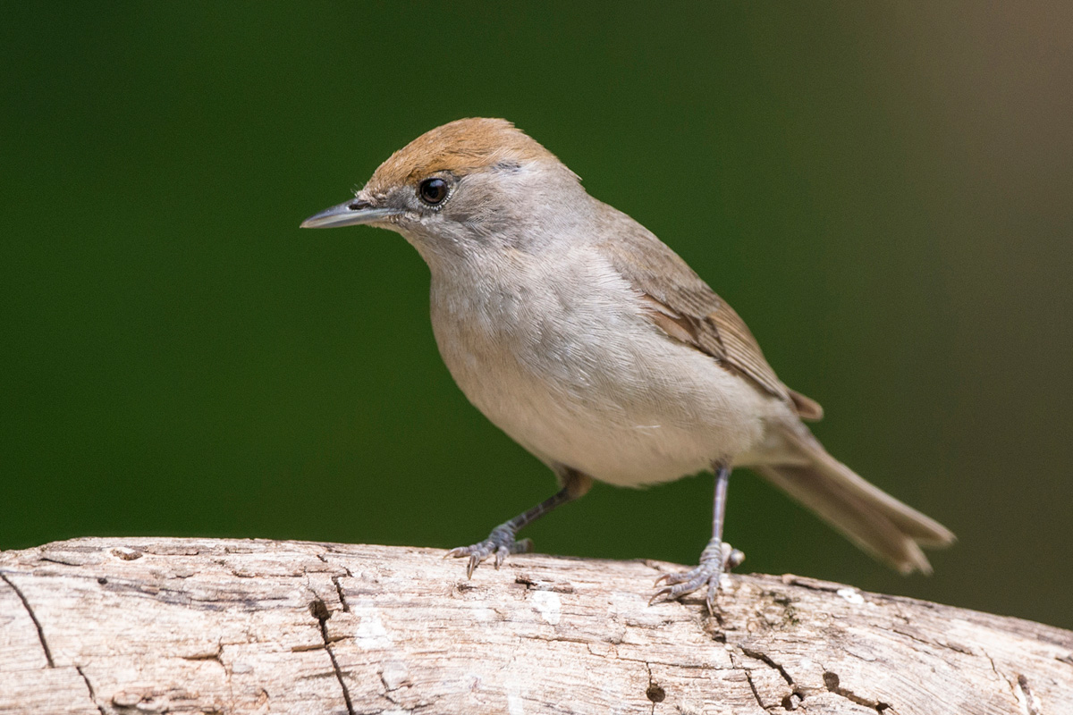 Eurasian Blackcap