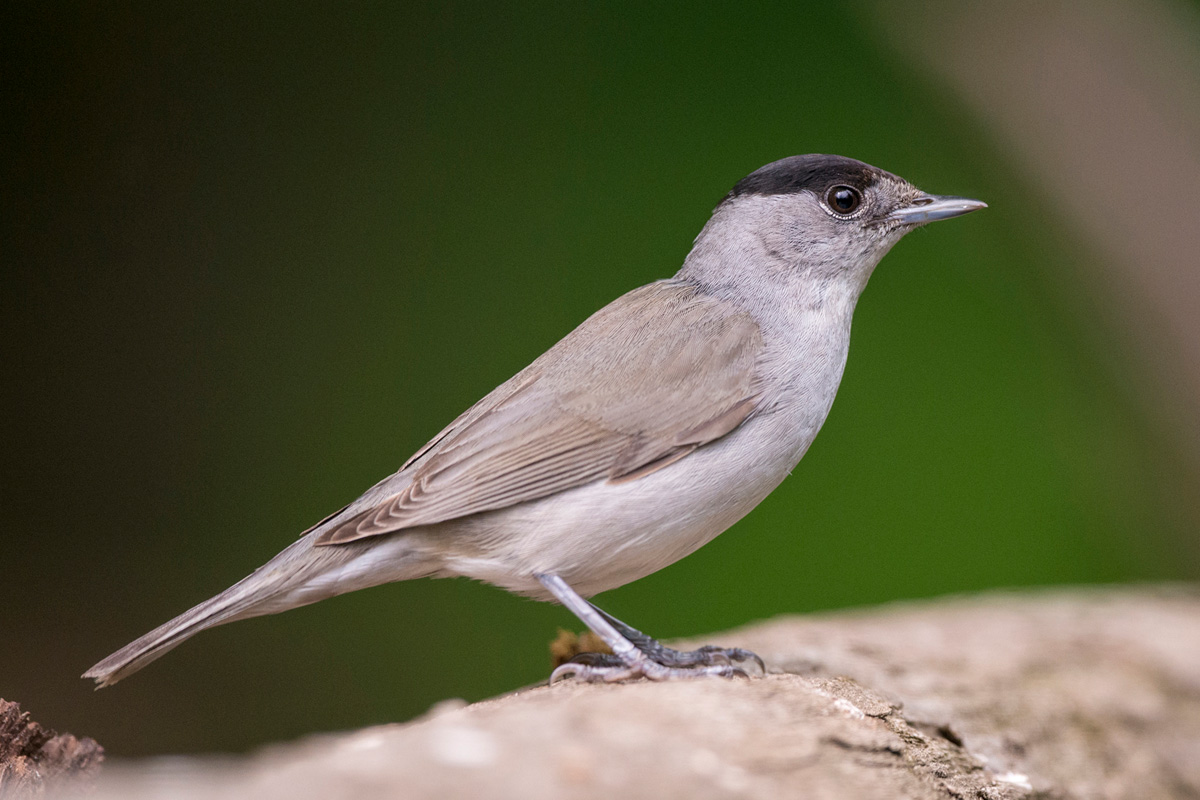 Eurasian Blackcap